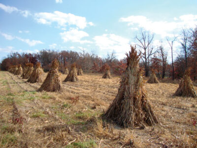 Sorghum: The Old-New Everything Crop Image